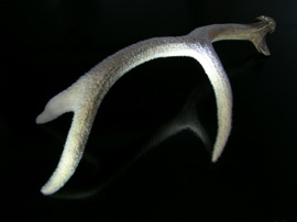 Antler on black background