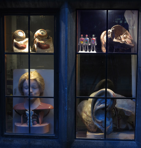Anatomical models in window