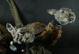 Harebird