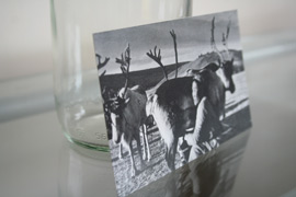 Milking a mongolian raindeer